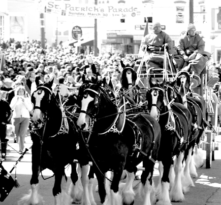 budweiser-clydesdales budweiser clydesdales The Orioles & Horseshit in Downtown Baltimore Tonight