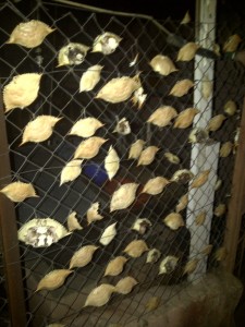 here's another little piece of Baltimore in Turkey... crab shells hanging on someone's back fence.