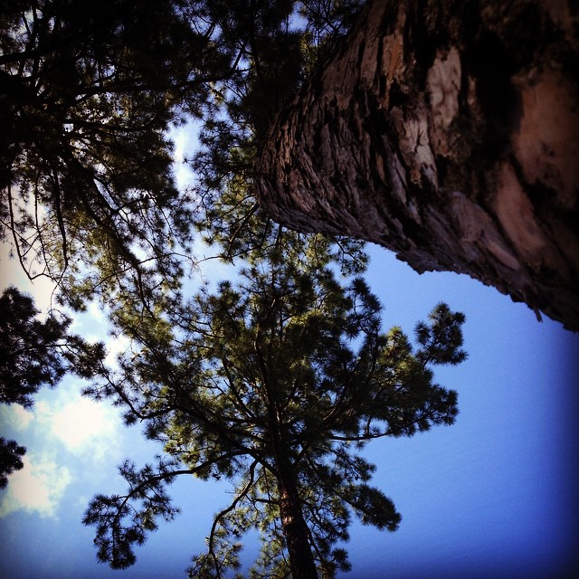 A view of some of the eponymous tall pines.