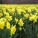 Fresh Flowers: Cheap and Easy Decor