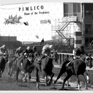 The Chop Goes to Pimlico Today